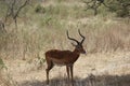 Majestic impala standing in the field under the shadow of a tree Royalty Free Stock Photo