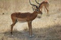 Majestic impala standing in the field under the shadow of a tree Royalty Free Stock Photo