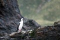 Majestic imperial cormorant (Leucocarbo atriceps) perched atop a rocky outcrop