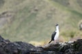 Majestic imperial cormorant (Leucocarbo atriceps) perched atop a rocky outcrop