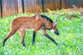 Majestic and imposing Maned Wolf (Chrysocyon brachyurus) in natural environment, selective focus and closeup