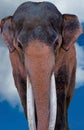 Majestic Indian elephant Royalty Free Stock Photo