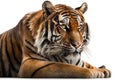 Majestic Indian Tiger on White Background for Posters and Web.