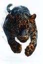 Majestic jaguar leaps powerfully through the air in a dynamic display of agility and strength against a plain background Royalty Free Stock Photo