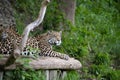 Majestic jaguar lying and resting in its natural habitat in a lush woodland