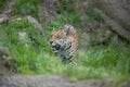 Majestic Jaguar roaming in a grassy field in its natural habitat