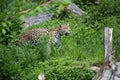 Majestic Jaguar roaming in a grassy field in its natural habitat