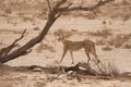 Majestic Kalahari cheetah sniffing a branch for scent of other cheetahs` marking while walking in the Kalahari desert