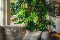 Majestic Kentia palm enhancing a cozy living room corner with sunlight filtering Royalty Free Stock Photo