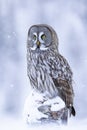 Majestic king of the northern old forests, Great grey owl, Strix nebulosa Royalty Free Stock Photo