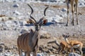 Majestic Kudu antelope with springbok and giraffe in the background