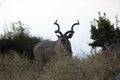 MAJESTIC KUDU BULL IN THE AFRICAN BUSH AT TWILIGHT