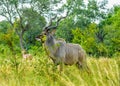 Majestic Kudu bull with big horns in a national park South Africa during a safari