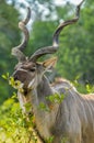 Majestic Kudu bull with big horns in a national park South Africa during a safari