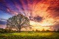 Majestic landscape of bright colorful sunrise over rural meadow with large tree in the spring morning Royalty Free Stock Photo