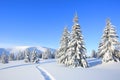 Majestic landscape in the cold winter morning. The wide trail. Christmas forest. Wallpaper background.