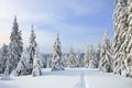 Majestic landscape in the cold winter morning. The wide trail. Christmas forest. Wallpaper background. Royalty Free Stock Photo