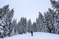 Majestic landscape in the cold winter morning. The wide trail. Christmas forest. Wallpaper background.