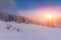 Majestic landscape winter sunrise in the mountains. Fantastic morning glowing by sunlight.  View of  snow covered forest trees. Royalty Free Stock Photo