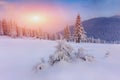 Majestic landscape winter sunrise in the mountains. Fantastic morning glowing by sunlight.  View of  snow covered forest trees. Royalty Free Stock Photo