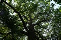 Large tall tree with long branches found inside Trent Park, Uk