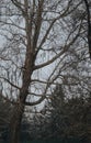 Majestic leafless tree in winter scenery with overcast sky