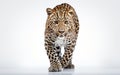 Majestic Leopard Against a White Backdrop -Generative Ai