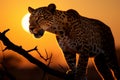 Majestic leopard in the golden glow of a stunning sunrise