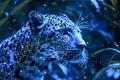 Majestic Leopard with Piercing Eyes Lurking in the Night Amidst Blue Illuminated Foliage Royalty Free Stock Photo