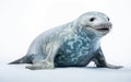 Majestic Leopard Seal isolated on transparent background, Royalty Free Stock Photo