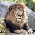 Lion Portrait - Panthera Leo