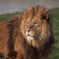 Majestic lion Royalty Free Stock Photo