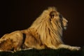 Majestic lion Royalty Free Stock Photo