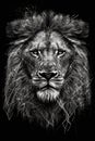 Majestic lion , artistic graphic design, portrait. Generative Ai