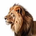 Golden Ratio Lion Stock Photo On White Background