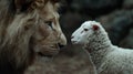 Majestic lion and curious lamb face to face