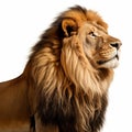 Ultra-detailed Nikon D850 Lion Portrait On White Background