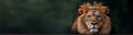 Majestic lion with golden crown Royalty Free Stock Photo