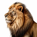 Majestic Lion Portrait On White Background