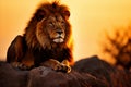 Majestic lion pride resting on the golden african savannah under the setting sun