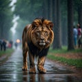 Majestic Lion Prowling in the Rain Royalty Free Stock Photo