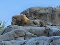 Majestic Lion Resting on Rocky Ledge in Natural Habitat Royalty Free Stock Photo