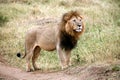 Majestic lion standing in the grass Royalty Free Stock Photo