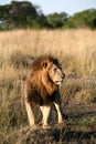 Majestic lion standing in the grass Royalty Free Stock Photo
