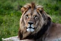 Majestic lion stares at camera, epitomizing beauty in nature