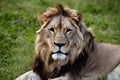 Majestic lion stares at camera, epitomizing beauty in nature