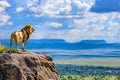 Majestic lion surveying vast plain from rocky hillside perch