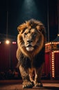 Majestic Male Lion Walking Towards the Camera in a Circus Setting Royalty Free Stock Photo