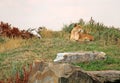 Majestic Lioness Animal.