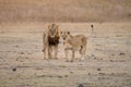 Majestic lions gracefully stride across a vast Kenya safari Royalty Free Stock Photo